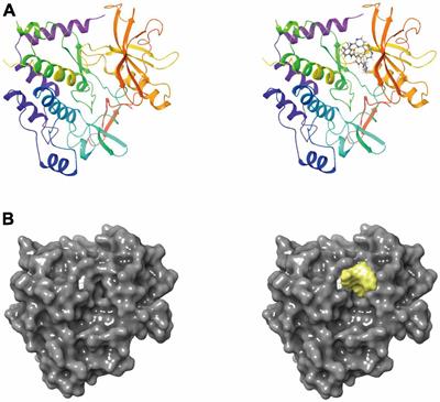 New natural compound inhibitors of PDGFRA (platelet-derived growth factor receptor α) based on computational study for high−grade glioma therapy